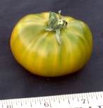 German Green tomato
