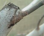 bud graft