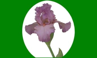 iris